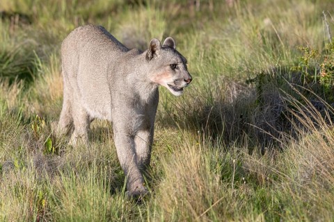 Cougar (Cougar concolor), silver lion, mountain lion, cougar, panther, small cat, Torres del Paine