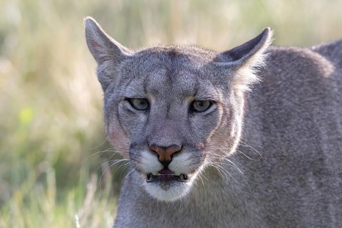 Cougar (Cougar concolor), silver lion, mountain lion, cougar, panther, small cat, animal portrait,