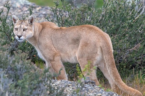 Cougar (Cougar concolor), silver lion, mountain lion, cougar, panther, small cat, Torres del Paine