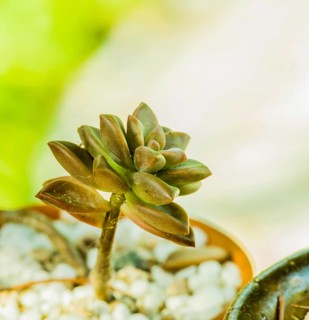Closeup of green succulent cactus in bowl of white pebbles with blurred background