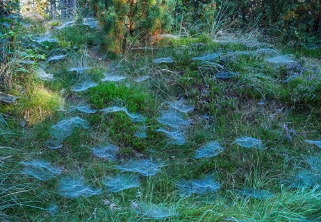 Nets of canopy spiders (Linyphiidae) in the morning dew in a forest near Jegum. West Jutland,