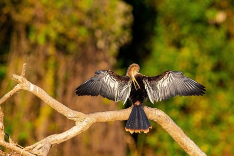 American darter (Anhinga anhinga) Pantanal Brazil