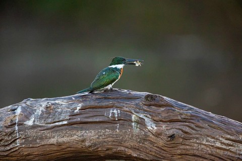Amazon kingfisher (Chloroceryle amazona) Pantanal Brazil