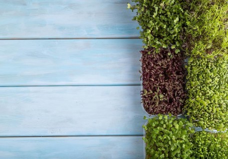 Set of boxes with microgreen sprouts of amaranth, rucola, watercress, mustard, mizuna and kohlrabi