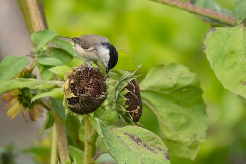 Marsh tit (Poecile palustris) adult bird on a Sunflower (Helianthus spp) seed head, Suffolk,