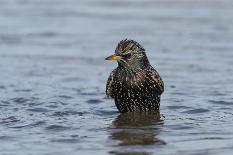 European starling (Sturnus vulgaris) adult bird bathing in a shallow puddle, Dorset, England,