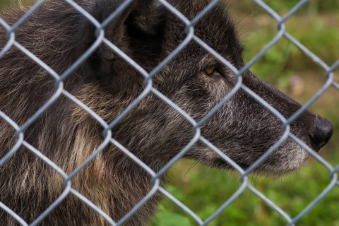 Gray Wolf (Canis lupus) photographed in captivity through wire mesh fence, Quebec, Canada, North