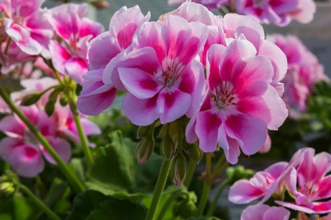 Pink and red Geranium (Pelargonium) in summer, Quebec, Canada, North America