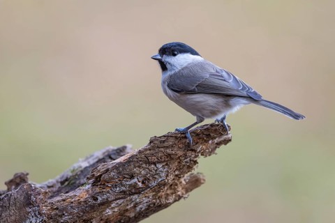 marsh tit