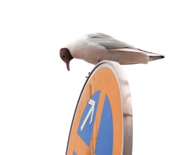 Can I park here? A black-headed gull (Chroicocephalus ridibundus) (syn.: Larus ridibundus) sits on