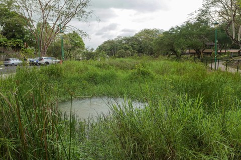 Retention pond with water plants in city park in Kuching, Malaysia, ecology, gardening, landscape