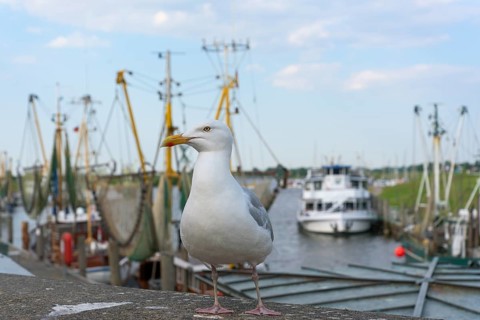 European herring gull (Larus argentatus) in front of shrimp cutter at the harbour of Greetsiel,