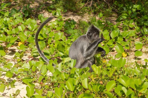 Silvery lutung or silvered leaf langur monkey (Trachypithecus cristatus) feeding in Bako national