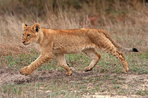 Lion (Panthera leo), young, stalking, running, alert, Sabi Sand Game Reserve, Kruger National Park,