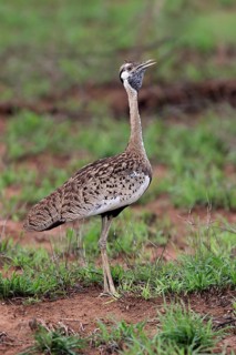 Red-crested Bustard, (Lophotis ruficrista), adult, calling, Kruger National Park, Kruger National