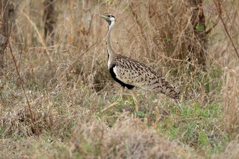 Black-bellied bustard (Lissotis melanogaster), adult, male, foraging, alert, Sabi Sand Game