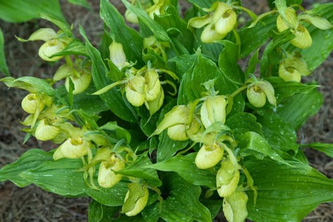 Beautiful orchid flowers of yellow color with green leaves in the garden. Lady's-slipper hybrids.