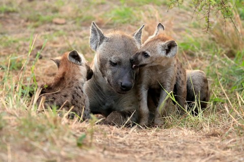 Spotted hyena (Crocuta crocuta), adult, young, mother with young, at the den, social behaviour,