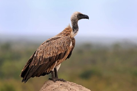 White-backed vulture (Gyps africanus), adult, alert, on rocks, Sabi Sand Game Reserve, Kruger