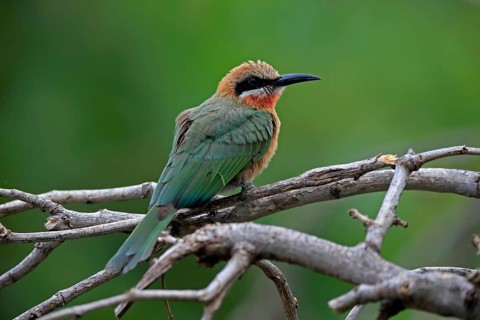 White-fronted bee-eater (Merops bullockoides), adult, on wait, Kruger National Park, Kruger