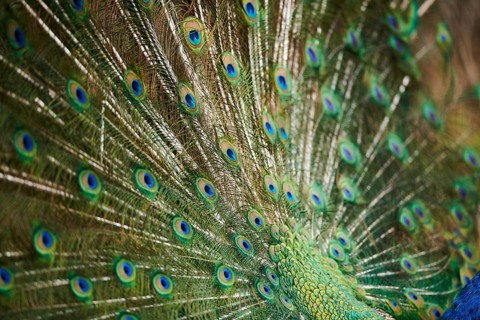 Indian peafowl (Pavo cristatus), feathers, eyes, tail, detail, France, Europe