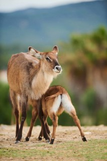 Waterbuck (Kobus defassa) mother with calf in the dessert, captive, distribution Africa