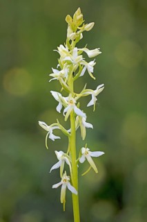 Greenish forest hyacinth orchid