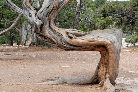 Tree at the crater rim, Grand Canyon, Arizona, USA, North America