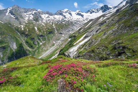 Picturesque mountain landscape with blooming alpine roses, behind mountain peak Grosser Loeffler