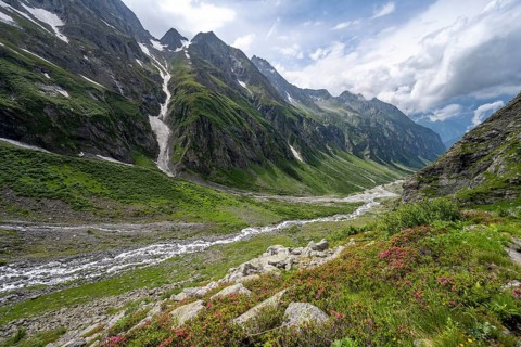 Green mountain valley Floitengrund with mountain stream Floitenbach and blooming alpine roses,