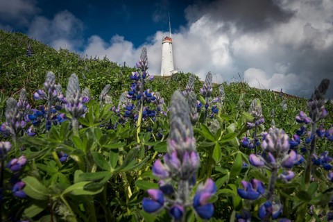 Lupines in front of Reykjanes lighthouse Reykjanesviti on Baejarfell, Reykjanes peninsula, near