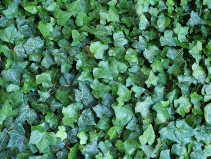 Ivy plant background