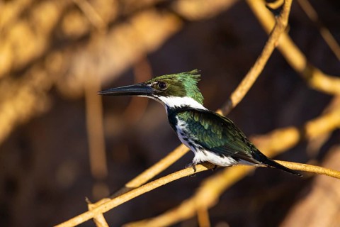 Amazon kingfisher (Chloroceryle amazona) Pantanal Brazil