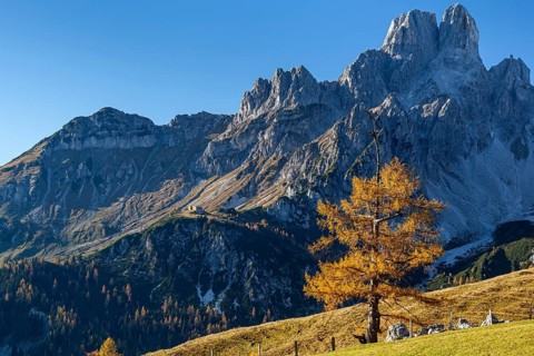 Golden larch on alpine pasture in front of rugged mountains, autumn, autumn colours,