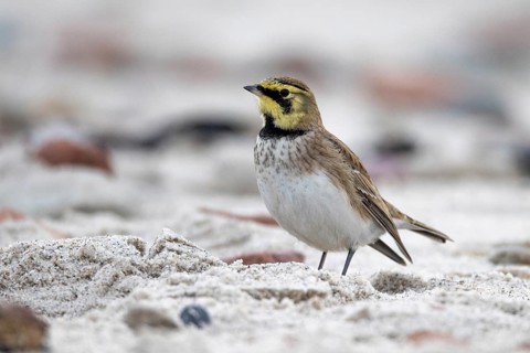 Horned lark, Heligoland
