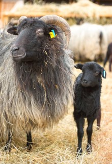 A black lamb next to a full-grown domestic sheep (Ovis gmelini aries) or Lueneburger Heidschnucken
