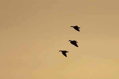 Pink-footed goose (Anser brachyrhynchus) three adult geese in flight at sunset, Norfolk, England,