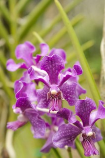 Purple vanda orchid flower in botanical garden, selective focus, copy space, malaysia, Kuching