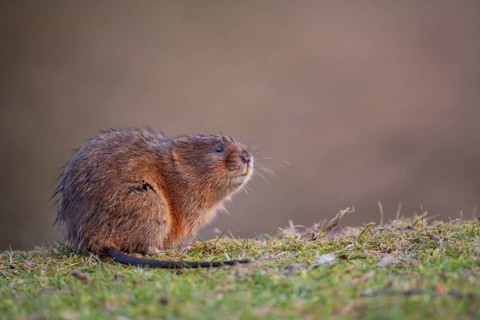 Water vole (Arvicola amphibius) adult animal on a river bank, Derbyshire, England, United Kingdom,