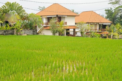 Rice terraces, Campuhan ridge walk, Bali, Indonesia, track on the hill with grass, large trees,