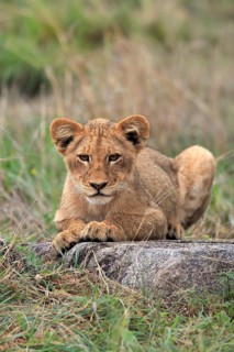 Lion (Panthera leo), young, alert, sitting, Sabi Sand Game Reserve, Kruger National Park, Kruger