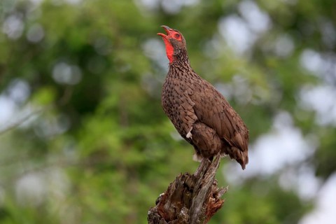 Swainson's spurfowl (Pternistis swainsonii), adult, on wait, calling, Kruger National Park, Kruger