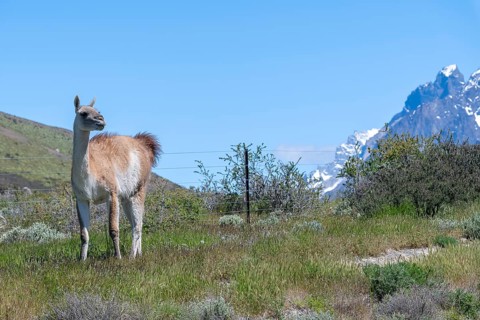Guanaco (Llama guanicoe), Huanako, Torres del Paine National Park, Patagonia, End of the World,