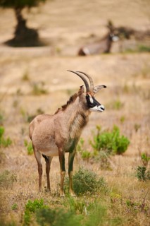 Roan Antelope (Hippotragus equinus) in the dessert, captive, distribution Africa