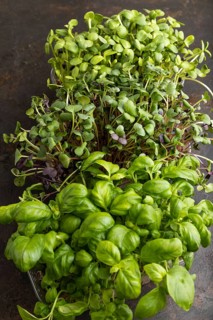 Set of boxes with microgreen sprouts of purple and green basil, sunflower, radish on black concrete