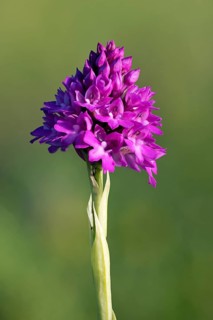 Pyramidal Orchids, dogbane