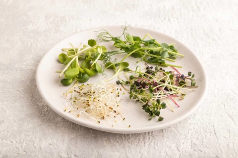White ceramic plate with microgreen sprouts of green pea, sunflower, alfalfa, radish on gray