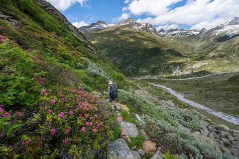 Mountaineers on a hiking trail with blooming alpine roses in front of a picturesque mountain