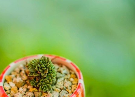 Closeup of green succulent cactus in bowl of pebbles with blurred background