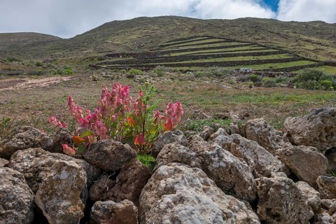 Landscape on Lanzarote, in the foreground bladder dock (Rumex vesicarius), Lanzarote, Canary
